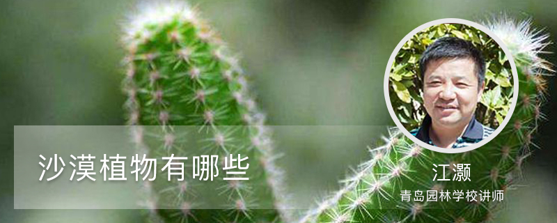沙漠植物有哪些 沙漠植物有哪些