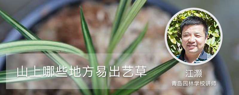 山上哪些地方易出艺草 山上哪些地方易出艺草