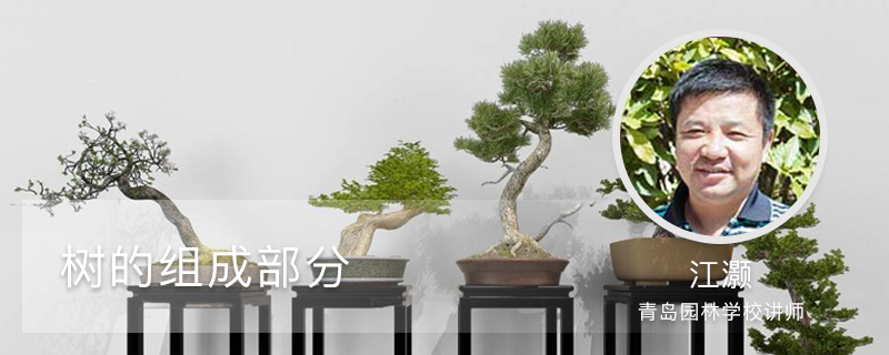 树的组成部分 树的组成部分
