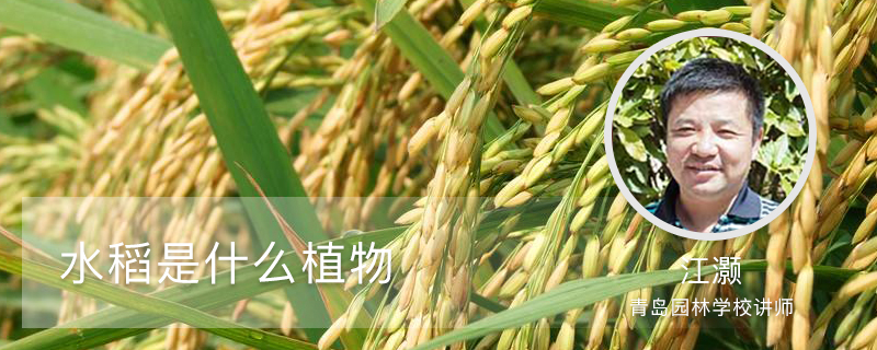 水稻是什么植物 水稻是什么植物