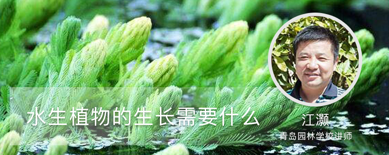 水生植物的生长需要什么 水生植物的生长需要什么
