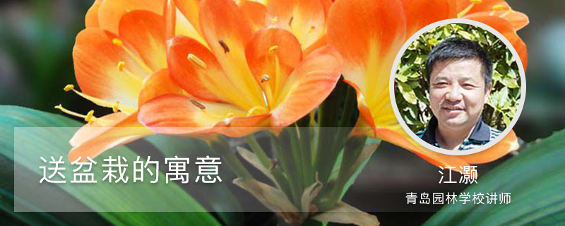 送盆栽的寓意 送盆栽的寓意