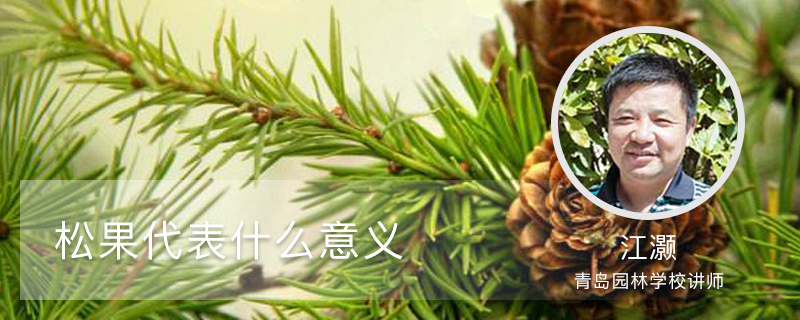 松果代表什么意义 松果代表什么意义