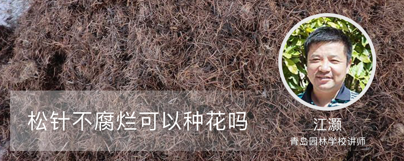松针不腐烂可以种花吗 松针不腐烂可以种花吗