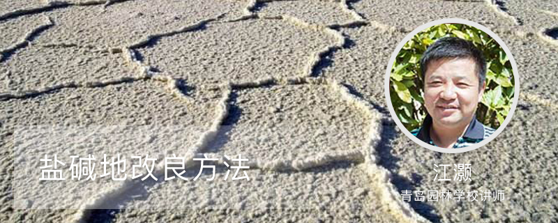 盐碱地改良方法 盐碱地改良方法