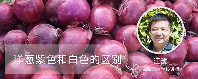 洋葱紫色和白色的区别 洋葱紫色和白色的区别