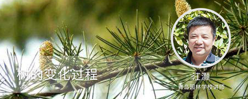 树的变化过程 树的变化过程