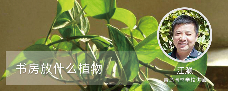 书房适合放什么植物 书房适合放什么植物