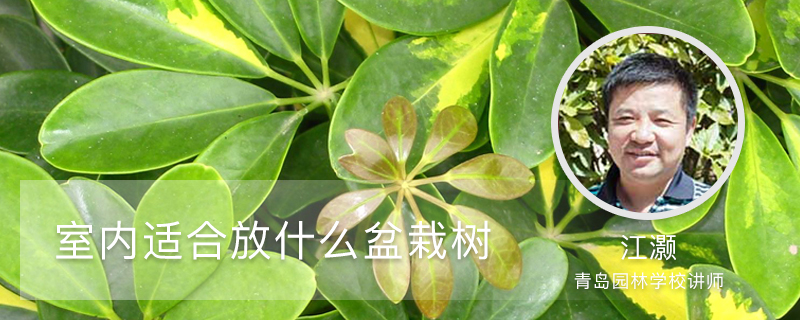 室内适合放什么盆栽树 室内适合放什么盆栽树