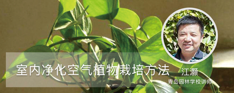 室内净化空气植株栽培方法 室内净化空气植株栽培方法