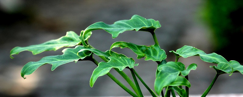 观叶植物的养殖方法 观叶植物的养殖方法