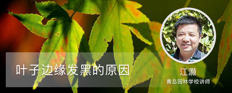 叶子边缘发黑的原因 叶子边缘发黑的原因