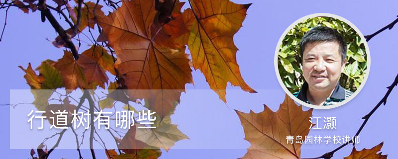 行道树有哪些 行道树有哪些