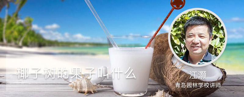椰子树的果子叫什么 椰子树的果子叫什么