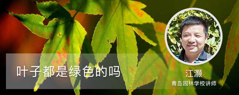 叶子都是绿色的吗 叶子都是绿色的吗