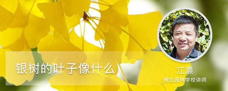 银树的叶子像什么 银树的叶子像什么