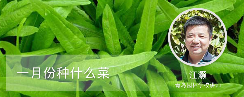一月份种什么菜 一月份种什么菜