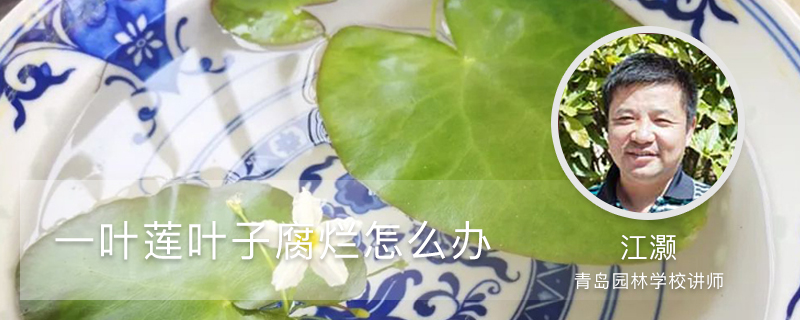 一叶莲叶子腐烂怎么办 一叶莲叶子腐烂怎么办