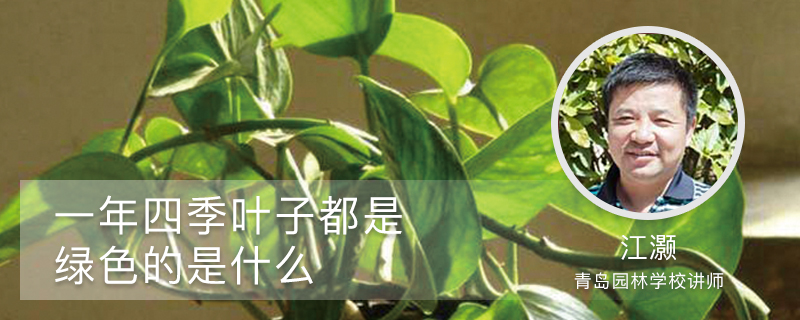 一年四季叶子都是绿色的是什么 一年四季叶子都是绿色的是什么