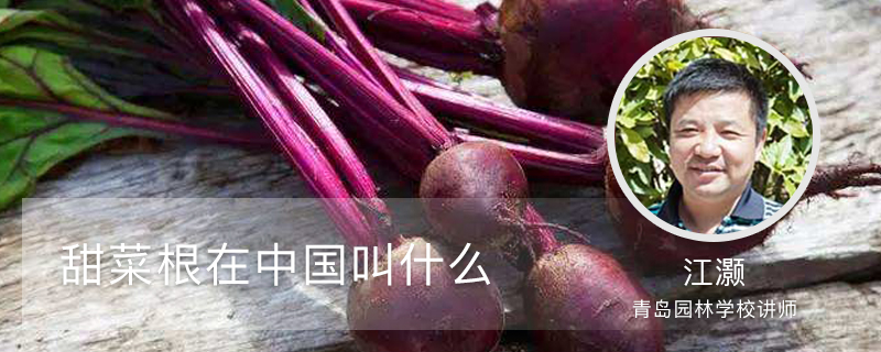 甜菜根在中国叫什么 甜菜根在中国叫什么
