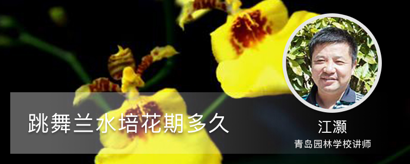跳舞兰水培花期多久 跳舞兰水培花期多久