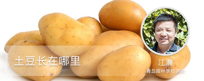 土豆长在哪里 土豆长在哪里