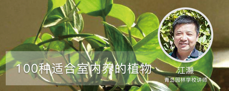 100种适合室内养的植物 100种适合室内养的植物