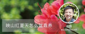 映山红夏天怎么盆栽养