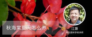 秋海棠夏天怎么养