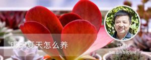 唐印夏天怎么养