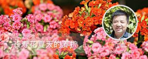 长寿花夏天的养护