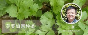 芫荽如何种植