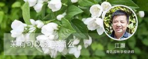 茉莉可以浇啤酒么