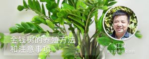 金钱树的养殖方法和注意事项