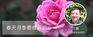 春天月季要修剪吗