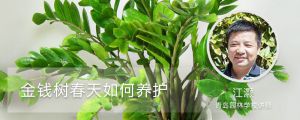 金钱树春天如何养护
