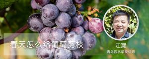 春天怎么给葡萄剪枝