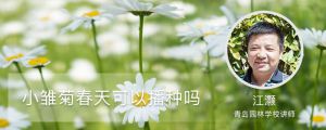 小雏菊春天可以播种吗