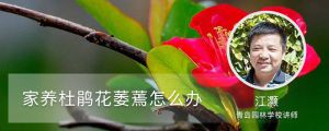 家养的杜鹃花萎蔫了怎么办
