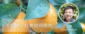 金桔叶子打卷如何挽救