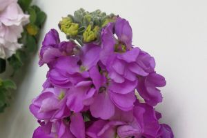 紫罗兰的花语和传说