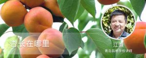 杏长在哪里，如何栽培管理