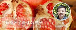 石榴坏了是什么样子