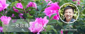 十一支玫瑰代表什么