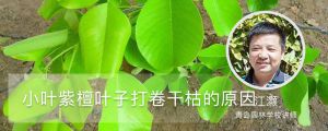 小叶紫檀叶子打卷干枯的原因
