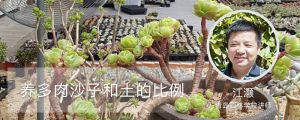 养多肉沙子和土的比例