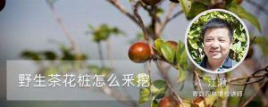 野生茶花桩怎么釆挖