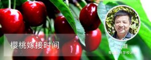 樱桃嫁接时间