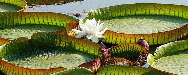 王莲是水生植物还是陆生植物,可以坐多少斤的人 王莲是水生植物还是陆生植物,可以坐多少斤的人