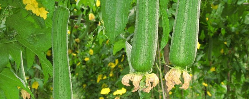 丝瓜是什么季节成熟的,可以在家种吗 丝瓜是什么季节成熟的,可以在家种吗